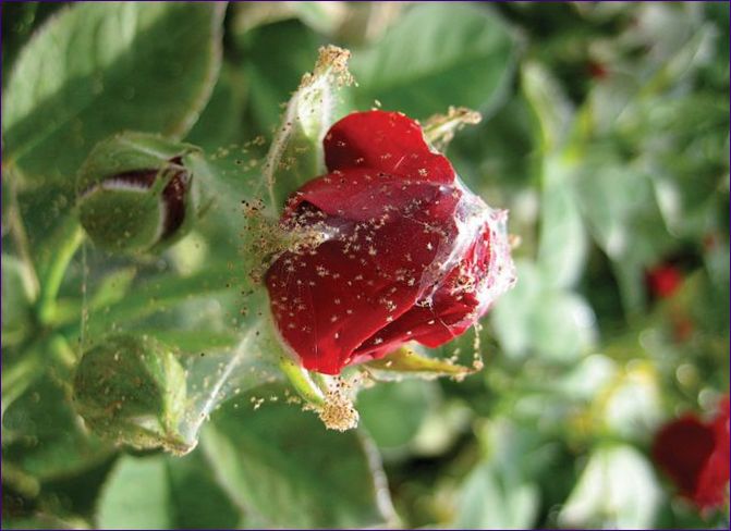 Choroby a škodcovia ruží: opis, príznaky, liečba