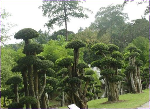 Botanická záhrada Perdana