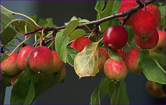 Popis a odroda jablka Ranetka Apple