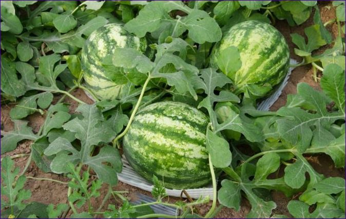 Ako pestovať melón vonku