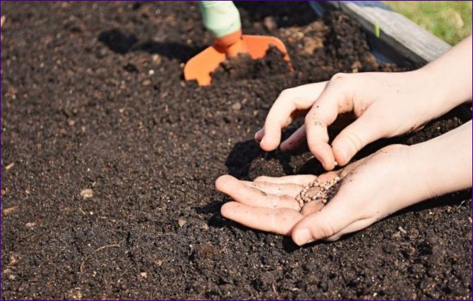 Ako pestovať astry, sadenice astro na otvorenom poli