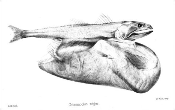 Vreckatý (Chiasmodon niger)