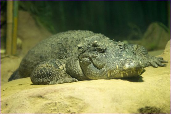 Siamský krokodíl