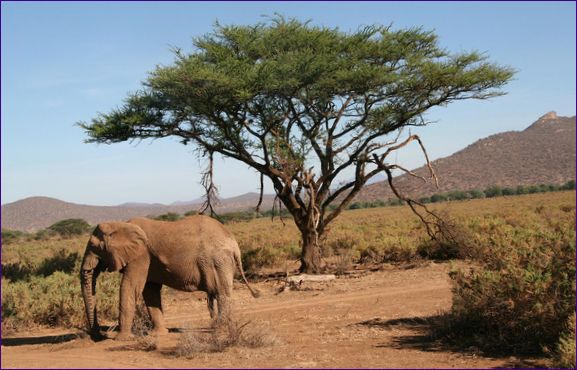 Národná rezervácia Samburu