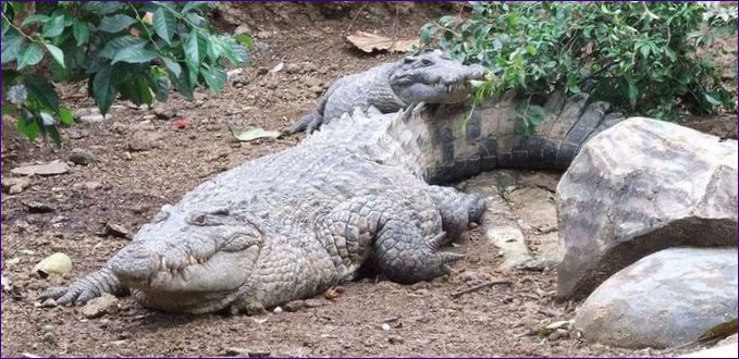 Krokodíl novoguinejský