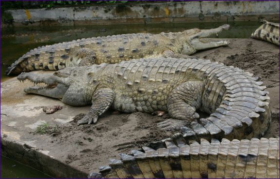 Orinocký krokodíl