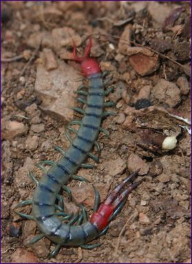 Scolopendra subspinipes