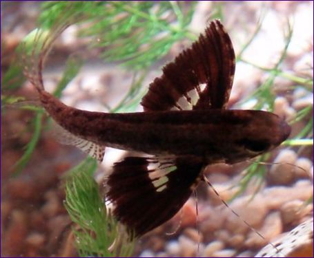 Ryba motýľová (Pantodon buchholzi)