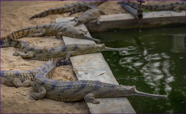Ganga gavial