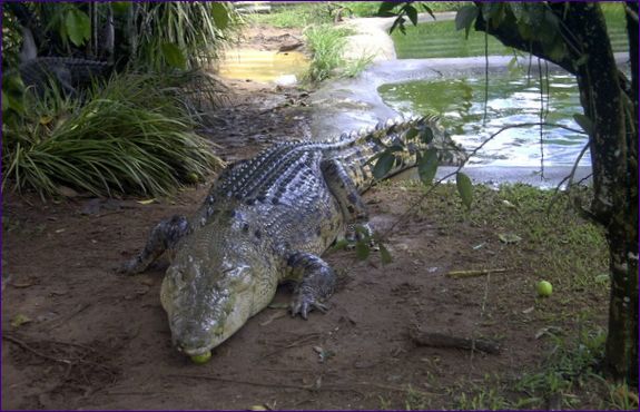 Krokodíl aligátor