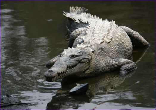 Krokodíl americký ostrouchý