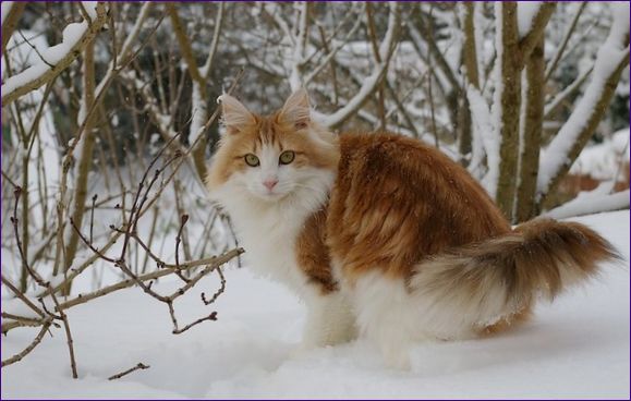 Nórska lesná mačka