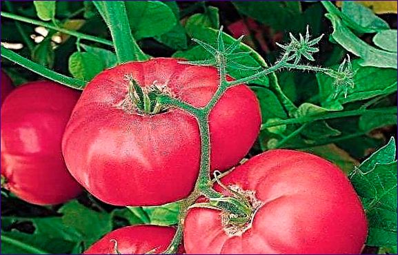 Čo je spájkovanie a ako spájkovať paradajky