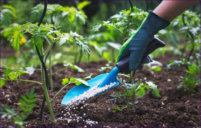 Záhradné hnojivo: správny výber a aplikácia
