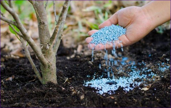 Hnojivo pre záhradu: Ako vybrať a používať správne hnojivo?